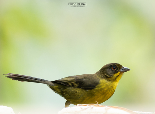 Dusky-headed Brushfinch (Atlapetes fuscoolivaceus), photo 4