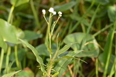 Persicaria stelligera