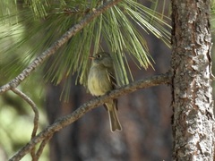Empidonax affinis