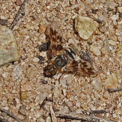 Thyridanthrax nugator