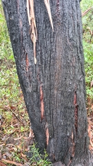 Eucalyptus sieberi