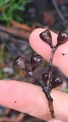 Eucalyptus sieberi