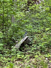 Cyanocitta cristata
