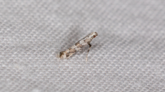 Acrocercops irrorata