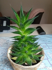 Aristaloe