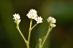 Persicaria stelligera