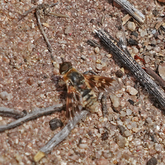 Thyridanthrax nugator