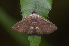 Nechesia albotentata