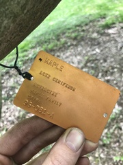 Acer ceriferum