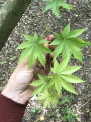 Acer ceriferum