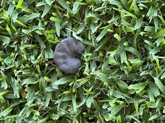 Enterolobium contortisiliquum