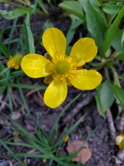 Ranunculus glaberrimus