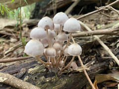 Mycena clarkeana