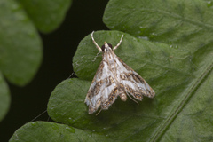 Paracataclysta fuscalis
