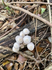 Mycena clarkeana