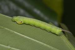 Enpinanga borneensis