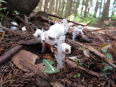 Monotropastrum humile