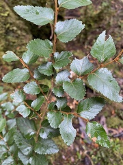 Nothofagus nitida