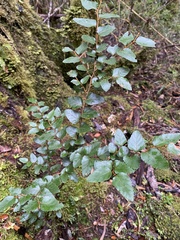 Nothofagus nitida