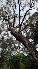 Eucalyptus paniculata