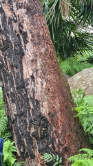 Eucalyptus paniculata