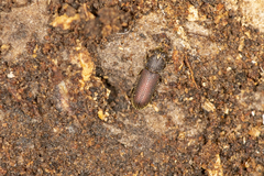 Zopheridae