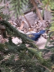 Aphelocoma woodhouseii