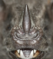 Artibeus obscurus
