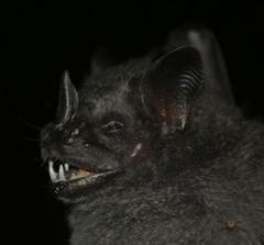 Artibeus obscurus