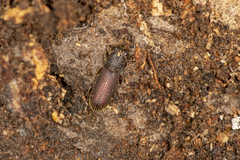 Zopheridae