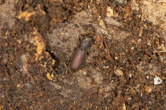 Zopheridae