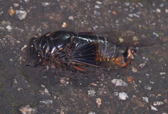 Cryptotympana mandarina