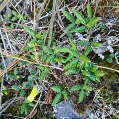 Doryopteris triphylla