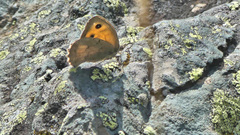 Hyponephele lycaon