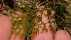 Abrodictyum caudatum