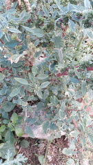Amaranthus spinosus