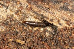 Osoriinae