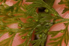 Abrodictyum caudatum