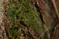 Abrodictyum caudatum