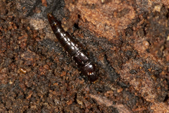 Osoriinae
