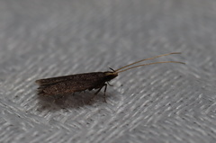 Aproaerema isoscelixantha