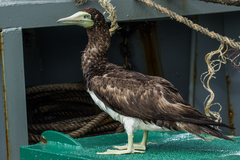Sula leucogaster plotus
