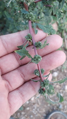 Amaranthus spinosus