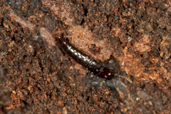 Osoriinae
