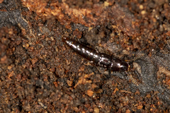 Osoriinae