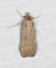 Tathorhynchus fallax