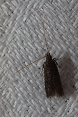 Aproaerema isoscelixantha
