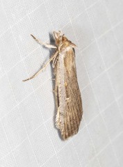 Tathorhynchus fallax