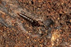 Osoriinae