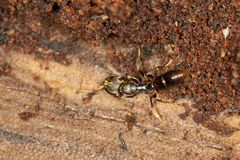 Pseudoponera stigma